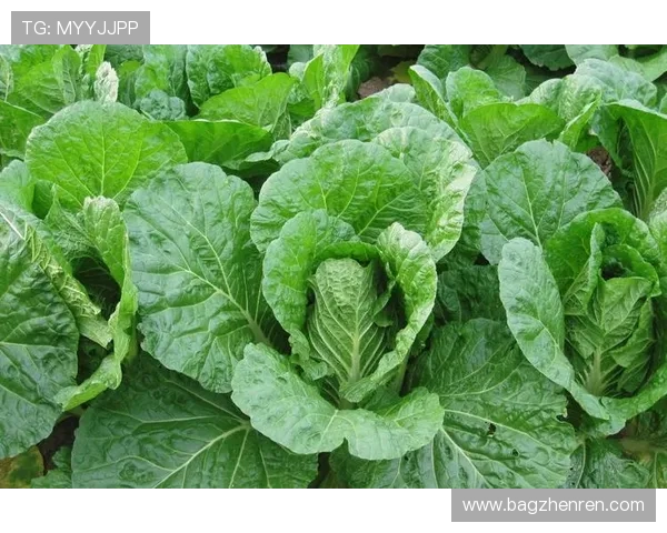 白菜终极擂台赛：谁将成为蔬菜界的王者？